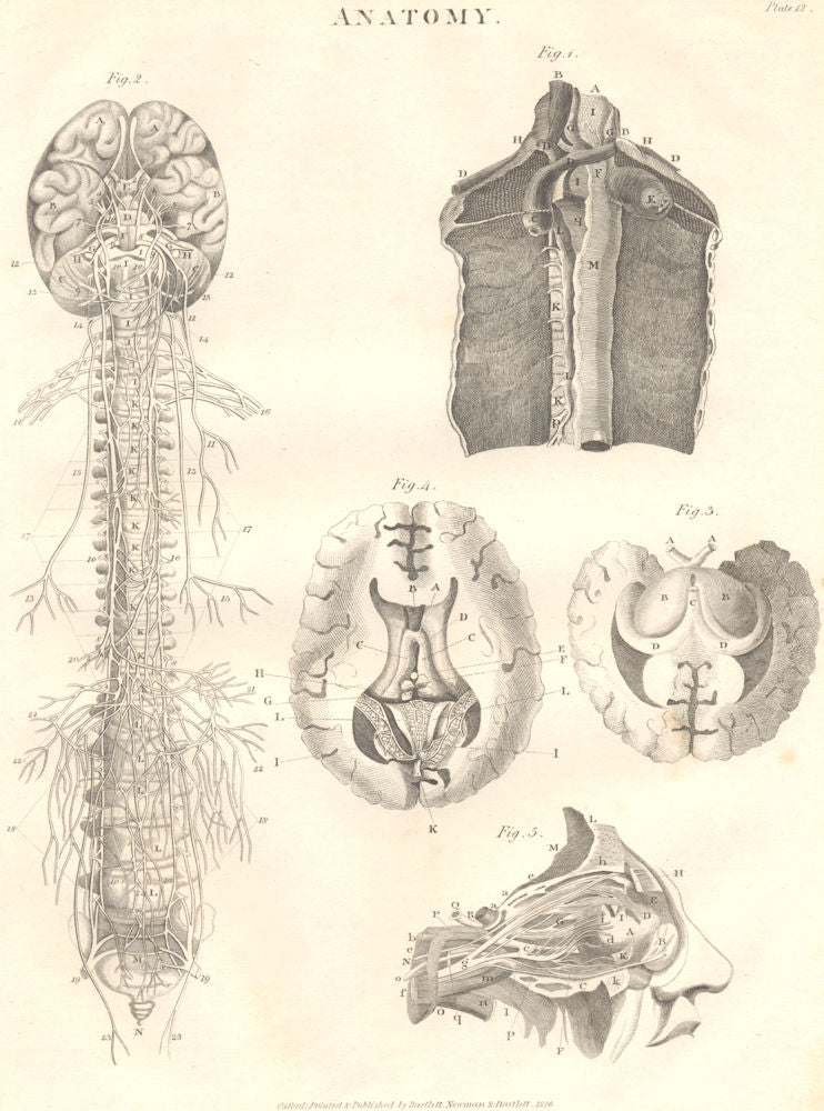 BIOLOGY. Anatomy. Nervous system, organs. (Oxford Encyclopaedia) 1830 print